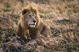 Tanzania Hunting Safari